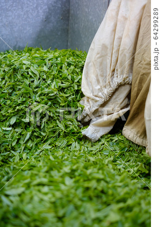 収穫された茶葉 新茶 一番茶 コンテナ 収穫された茶葉 新茶 一番茶 コンテナ 64299289