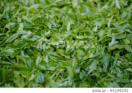 収穫された茶葉　新茶　一番茶　コンテナ 64299292