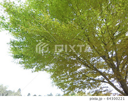 公園の中の木 64300221