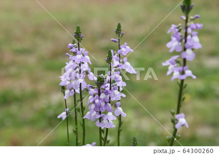 松葉海蘭 64300260