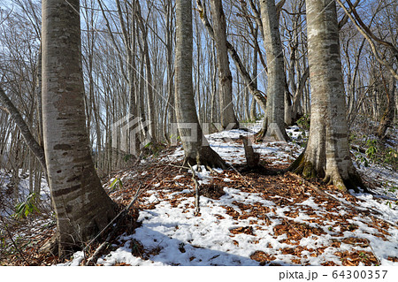 陽春のブナの森－癒しの森　福島県只見町 64300357