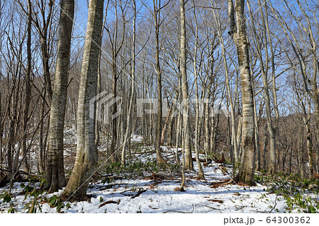陽春のブナの森－癒しの森　福島県只見町 64300362
