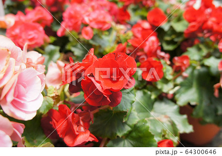 Begonia Roses planted in a plant nursery in Cameron Highland, Malaysia. Planted in small pots for easy to sale to customers. Begonia Roses planted in a plant nursery in Cameron Highland, Malaysia. Planted in small pots for easy to sale to customers. 64300646