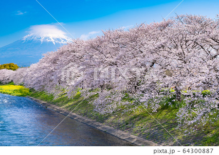 静岡県富士市 龍巌淵の桜と富士山 静岡県富士市 龍巌淵の桜と富士山 64300887