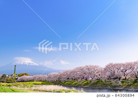 静岡県富士市 龍巌淵の桜と富士山 静岡県富士市 龍巌淵の桜と富士山 64300894