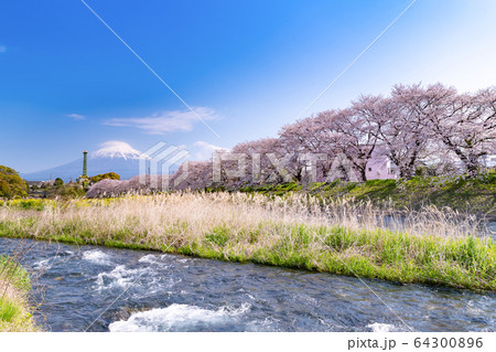 静岡県富士市　龍巌淵の桜と富士山 64300896