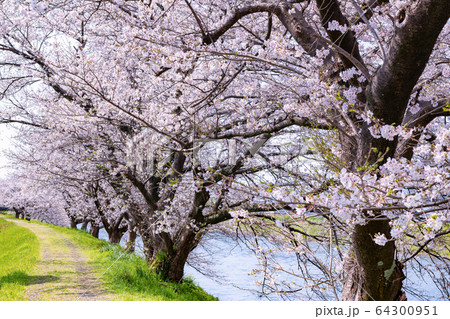 静岡県富士市 龍巌淵の桜 静岡県富士市 龍巌淵の桜 64300951