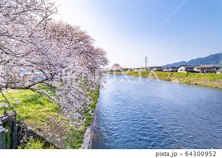 静岡県富士市 龍巌淵の桜 静岡県富士市 龍巌淵の桜 64300952