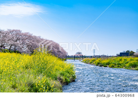 静岡県富士市 龍巌淵の桜 静岡県富士市 龍巌淵の桜 64300968
