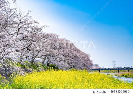 静岡県富士市 龍巌淵の桜 静岡県富士市 龍巌淵の桜 64300969