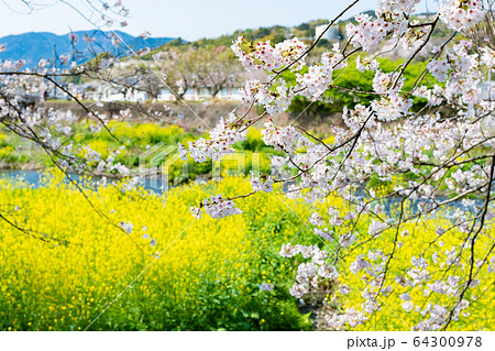 静岡県富士市　龍巌淵の桜 64300978
