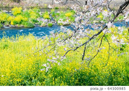 静岡県富士市 龍巌淵の桜 静岡県富士市 龍巌淵の桜 64300985