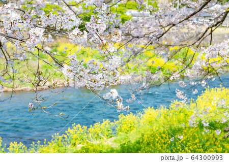 静岡県富士市 龍巌淵の桜 静岡県富士市 龍巌淵の桜 64300993