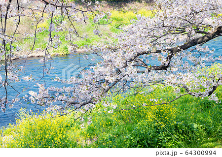 静岡県富士市　龍巌淵の桜 64300994