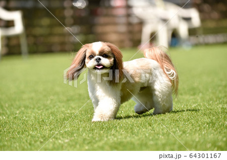 ドッグランで遊ぶシーズー 64301167
