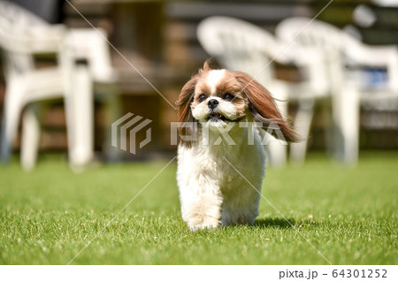 ドッグランで遊ぶシーズー 64301252