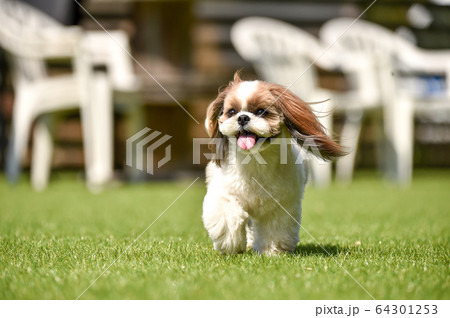 ドッグランで遊ぶシーズー 64301253