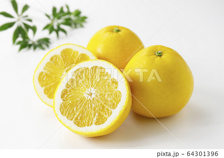 河内晩柑　美生柑 64301396