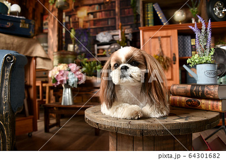 アンティーク家具の中のシーズー 64301682