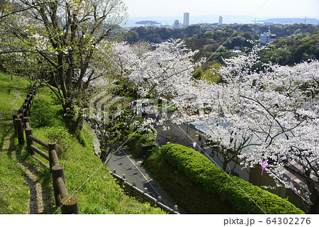 神奈川県立塚山公園【桜の咲く時期】 64302276