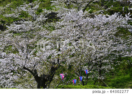 神奈川県立塚山公園【桜の咲く時期】 神奈川県立塚山公園【桜の咲く時期】 64302277