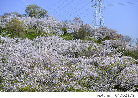 神奈川県立塚山公園【桜の咲く時期】 神奈川県立塚山公園【桜の咲く時期】 64302278