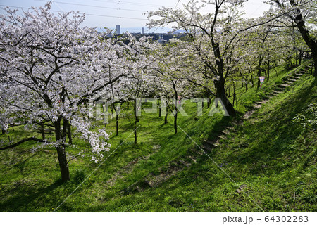 神奈川県立塚山公園【桜の咲く時期】 神奈川県立塚山公園【桜の咲く時期】 64302283