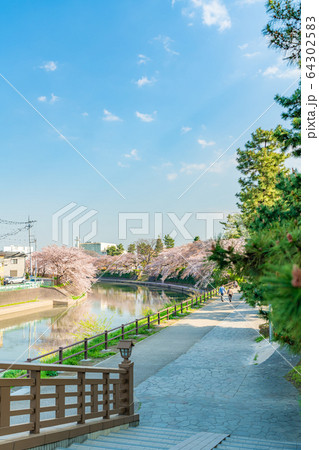 日光街道 国指定名勝 草加松原と桜の風景 日光街道 国指定名勝 草加松原と桜の風景 64302583