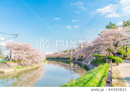 日本の春 草加松原 札場河岸公園の桜並木 64302621