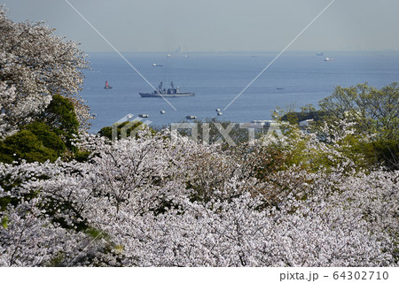 桜と護衛艦【神奈川県立塚山公園】桜ピント 64302710