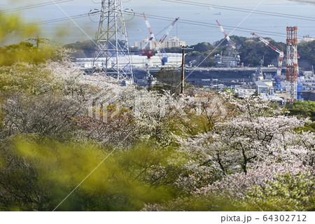 桜と米海軍空母【神奈川県立塚山公園】 64302712