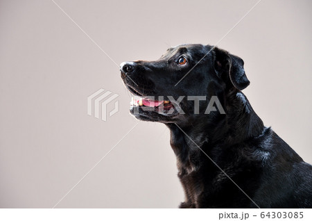 グレーバックのラブラドールレトリバー 64303085