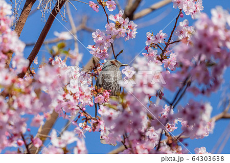 桜の花とヒヨドリ 桜の花とヒヨドリ 64303638
