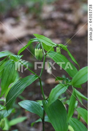 ホウチャクソウ ホウチャクソウ 64303738