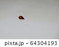 テントウムシ　右向き 64304193