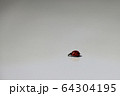 テントウムシ　左向き 64304195