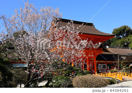 赤い門と桜 赤い門と桜 64304201