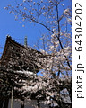 お寺の桜　京都 64304202