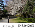桜の撮影 64304203