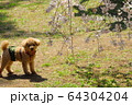 犬と桜 64304204