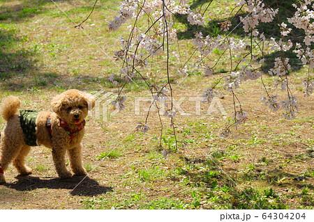 犬と桜 64304204