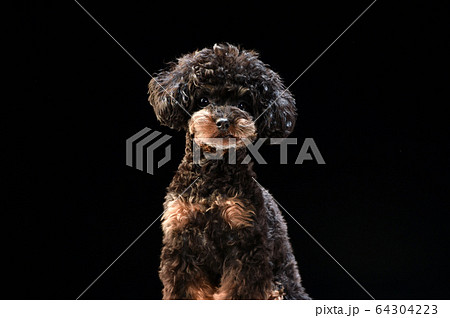 ブラック背景 ティーカッププードル ブラック背景 ティーカッププードル 64304223