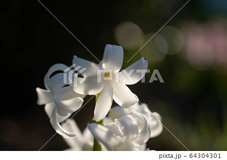 白いヒヤシンスの花の写真素材