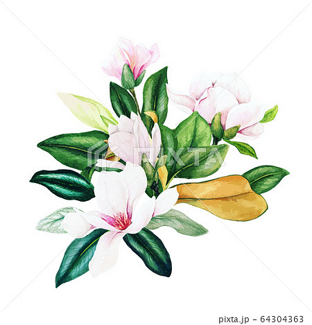 Magnolia And Leaves Bright Watercolor Bouquet のイラスト素材