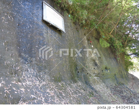 夏のチバニアン（養老川流域田淵の地磁気逆転地層） 64304581