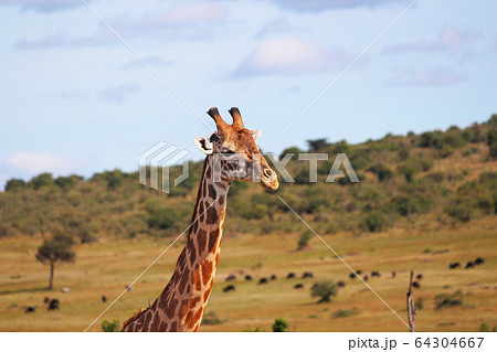 ケニア・マサイマラで遠くを見つめるキリンA giraffe , Maasai Mara ,Kenya 64304667