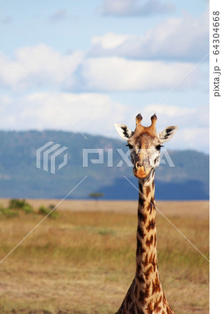 ケニア・マサイマラで遠くを見つめるキリンA giraffe , Maasai Mara ,Kenya ケニア・マサイマラで遠くを見つめるキリンA giraffe , Maasai Mara ,Kenya 64304668