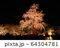 桜のライトアップ 64304781