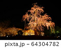 ライトアップされた桜と寺院 64304782