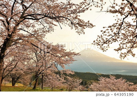 春の夜明け 富士山と桜 春の夜明け 富士山と桜 64305190